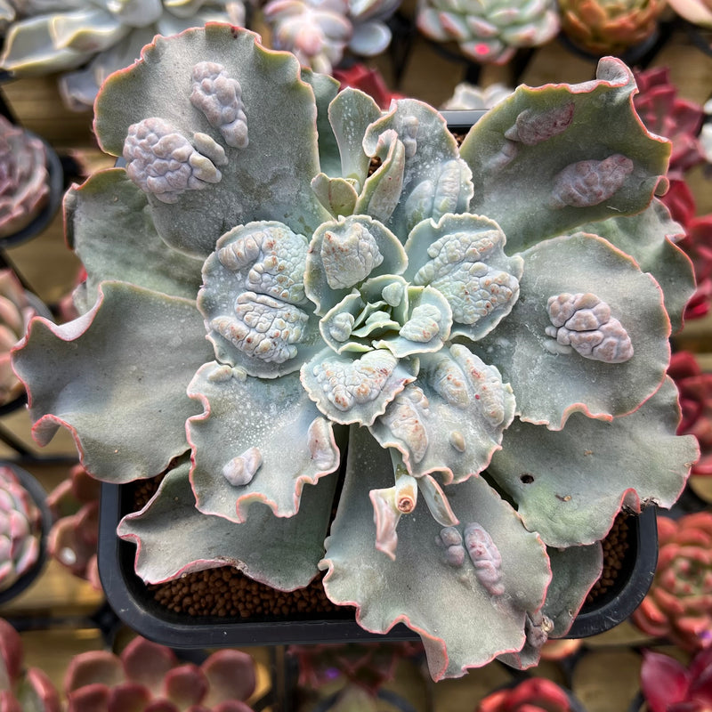 succulent bud burst Echeveria 'White Speedbump' 4" Succulent Plant Cutting – True Succulents Plant Co