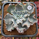 Echeveria 'White Speedbump' 4" Succulent Plant Cutting