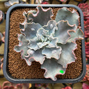 Echeveria 'White Speedbump' 4" Succulent Plant Cutting