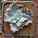 Echeveria 'White Speedbump' 4" Succulent Plant Cutting
