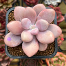 Graptopetalum 'Pink One' 2" Succulent Plant Cutting