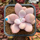 Graptopetalum 'Pink One' 2" Succulent Plant Cutting