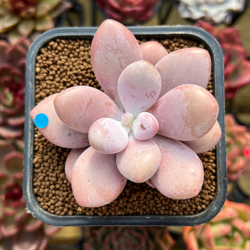 pink pebbles succulent Graptopetalum 'Pink One' 2" Succulent Plant Cutting – True Succulents Plant  Co