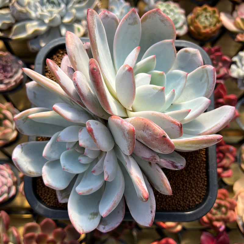 double headed succulent Echeveria 'Ivory' 5"-6" Large Double Head Succulent Plant Cutting
