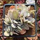 Echeveria 'Valkyrie' Crested 4" Succulent Plant Cutting