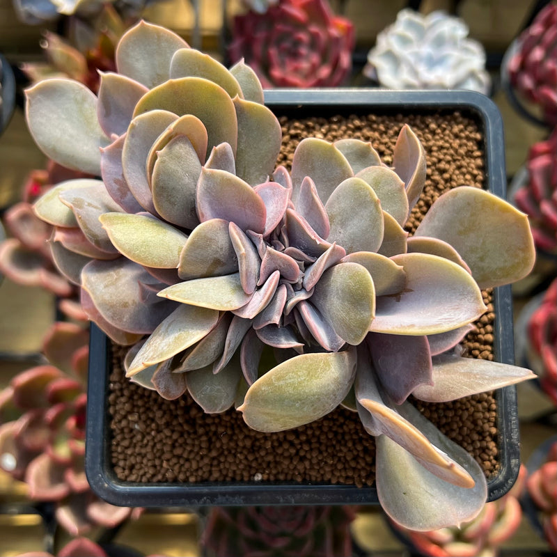 echeveria crested succulent Echeveria 'Valkyrie' Crested 4" Succulent Plant Cutting