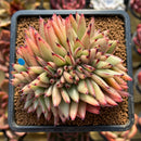 Echeveria Agavoides 'Mazestar' Crested 4" Succulent Plant Cutting
