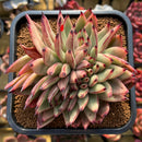 Echeveria Agavoides 'Mazestar' Crested 4" Succulent Plant Cutting