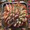 Echeveria Agavoides 'Mazestar' Crested 4" Succulent Plant Cutting