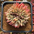 Echeveria Agavoides 'Mazestar' Crested 4" Succulent Plant Cutting