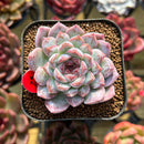 Echeveria 'Pine' Hybrid 2" Succulent Plant Cutting