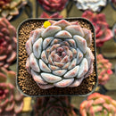 Echeveria 'Pine' Hybrid 2" Succulent Plant Cutting