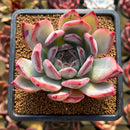 Echeveria 'Colorata' 3" Succulent Plant Cutting