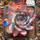 Echeveria 'Colorata' 3" Succulent Plant Cutting