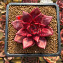 Echeveria Agavoides 'Luming' 2" Succulent Plant Cutting