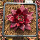 Echeveria Agavoides 'Luming' 2" Succulent Plant Cutting