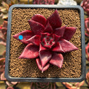 Echeveria Agavoides 'Luming' 2" Succulent Plant Cutting