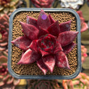Echeveria Agavoides 'Luming' 2" Succulent Plant Cutting