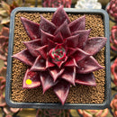 Echeveria Agavoides 'Luming' 2" Succulent Plant Cutting