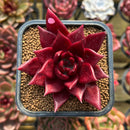 Echeveria Agavoides 'Luming' 2" Succulent Plant Cutting