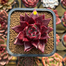 Echeveria Agavoides 'Luming' 2" Succulent Plant Cutting