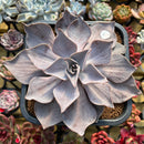 Echeveria Rodolfi 5" Succulent Plant Cutting