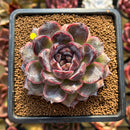 Echeveria 'Black Soul' 3" Succulent Plant Cutting