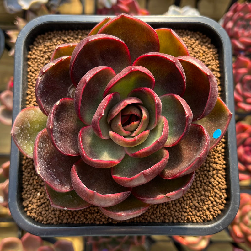 lantern flower succulent Echeveria 'Red Lantern' 4" Large Succulent Plant Cutting