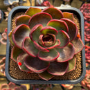 Echeveria 'Red Lantern' 4" Large Succulent Plant Cutting
