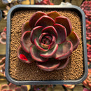 Echeveria 'Red Lantern' 4" Large Succulent Plant Cutting