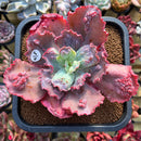 Echeveria Frill sp. 4"-5" Succulent Plant Cutting