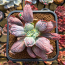 Echeveria 'Linguas' 3"-4" Succulent Plant Cutting