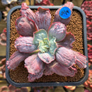 Echeveria 'Linguas' 3"-4" Succulent Plant Cutting