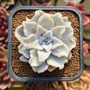 Echeveria 'Crispate Beauty' 2" Powdery Succulent Plant Cutting