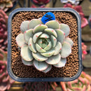 Echeveria 'Ben Badis' Variegated 2" Succulent Plant Cutting