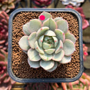 Echeveria 'Ben Badis' Variegated 2" Succulent Plant Cutting