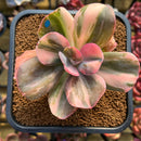 Echeveria 'Primadonna' Variegated (Indonesian Form) 3"-4" Succulent Plant