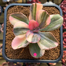 Echeveria 'Primadonna' Variegated (Indonesian Form) 3"-4" Succulent Plant