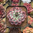Echeveria 'Jackal' 1"-2" Succulent Plant Cutting