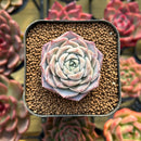 Echeveria 'Pingseulium' 2" Succulent Plant New Hybrid