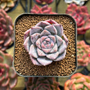 Echeveria 'Royal Star' 2" Succulent Plant New Hybrid