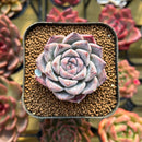 Echeveria 'Royal Star' 2" Succulent Plant New Hybrid