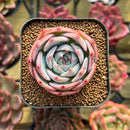 Echeveria 'Teirosa' 1" Succulent Plant