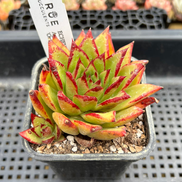 black and orange succulent Echeveria Agavoides 'Orange Ebony' 2