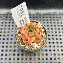 Echeveria Agavoides 'Sarabony' 1" Succulent Plant