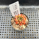 Echeveria Agavoides 'Sarabony' 1" Succulent Plant