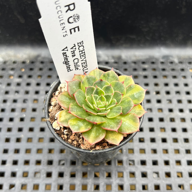 succulent flats Echeveria 'Viva Chile' Variegated 2" Succulent Plant *Flat growing*