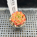 Echeveria 'Phoenix Fire' 2" Succulent Plant