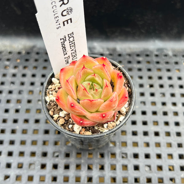 fire coral succulent Echeveria 'Phoenix Fire' 2" Succulent Plant – True Succulents Plant Co