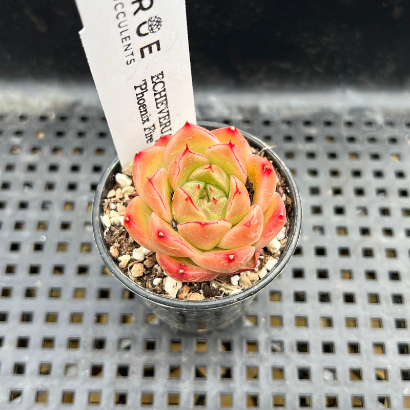 phoenix succulent nursery Echeveria 'Phoenix Fire' 2" Succulent Plant